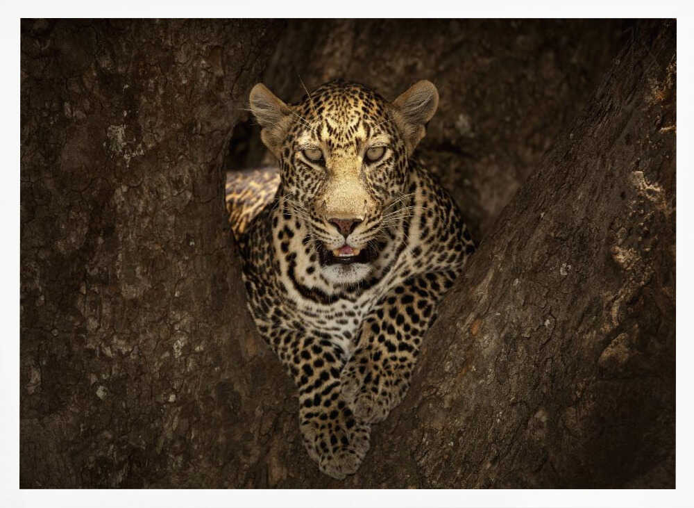 Watchful Leopard In Tree Art Print UK — Portrait Vibrant Wall Art — Living Room — Wall It All Prints