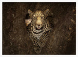 Watchful Leopard In Tree