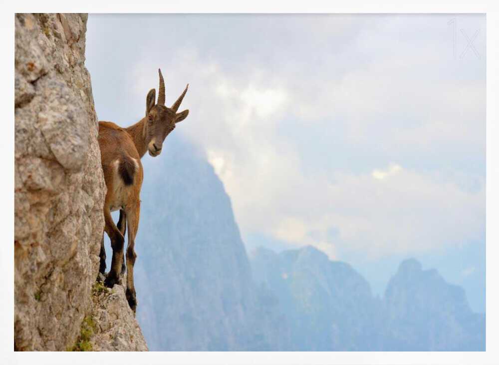 Curious Mountain Goat Art Print UK — Landscape Fresh Wall Art — Living Room — Wall It All Prints