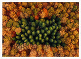 Green Trees Autumn Forest Art Print UK — Abstract Vibrant Wall Art — Living Room — Wall It All Prints