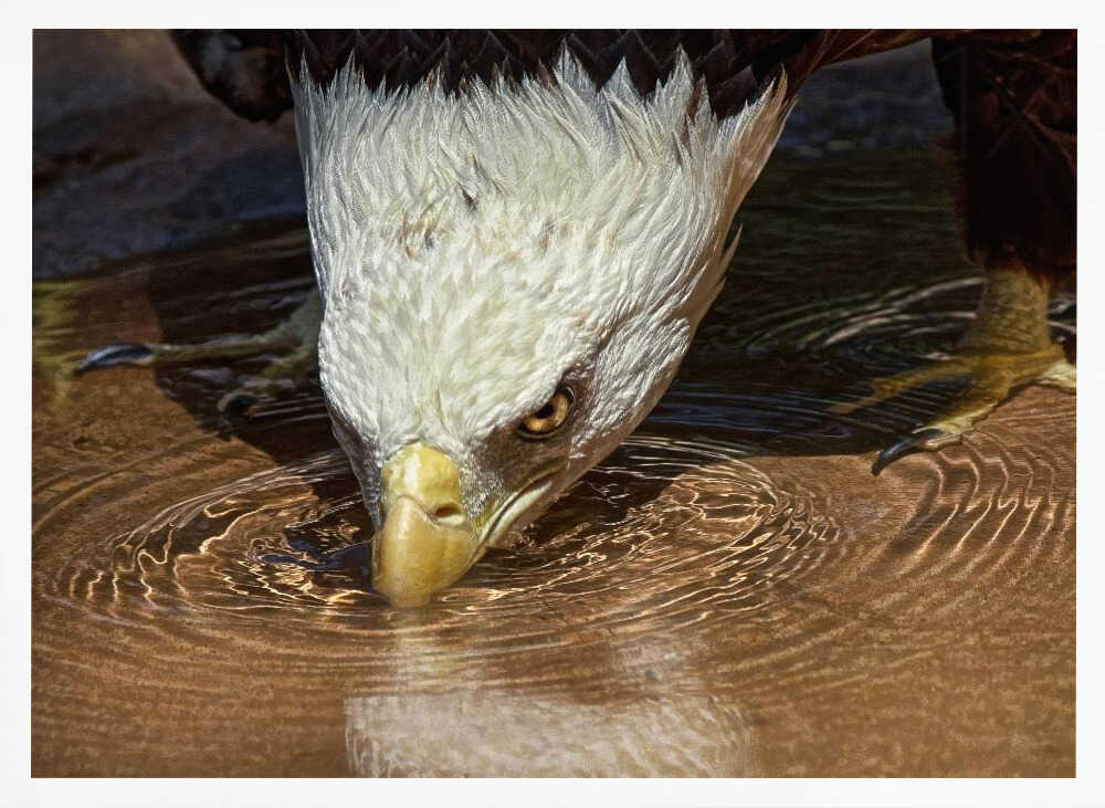 Bald Eagle Drinking Water Art Print UK — Animal Calm Wall Art — Bedroom — Wall It All Prints