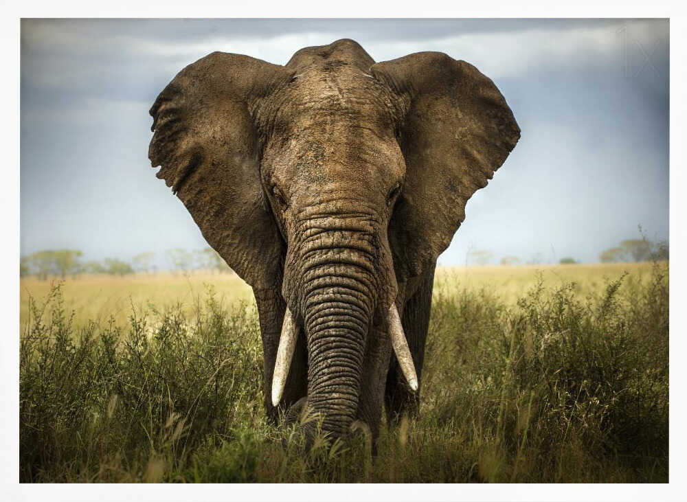 Majestic African Elephant Art Print UK — Dark Moody Fresh Wall Art — Living Room — Wall It All Prints