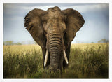 Majestic African Elephant