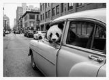 Panda in a Classic Car