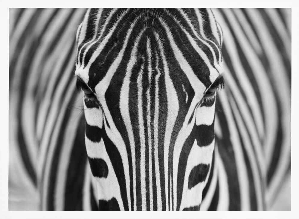 Intense Zebra Eyes Art Print UK — Abstract Vibrant Wall Art — Living Room — Wall It All Prints