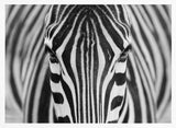Intense Zebra Eyes