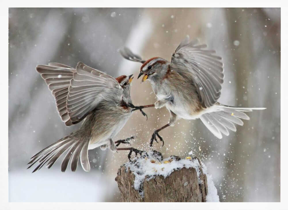 Winter Birds Battle Art Print UK — Animal Vibrant Wall Art — Bathroom — Wall It All Prints