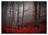 Misty Red Forest