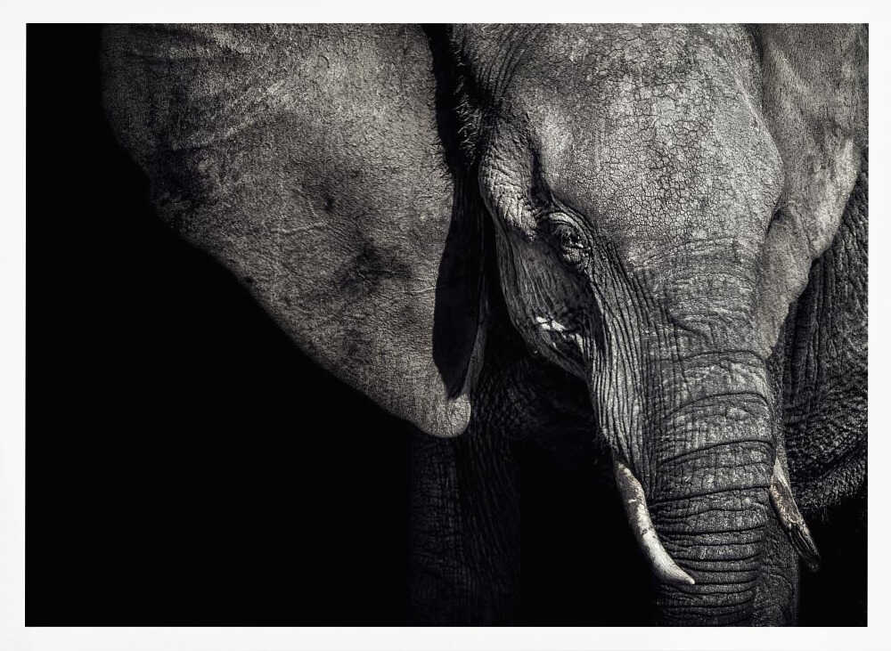 Dark Elephant Portrait Art Print UK — Dark Moody Dark Wall Art — Living Room — Wall It All Prints