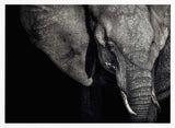 Dark Elephant Portrait