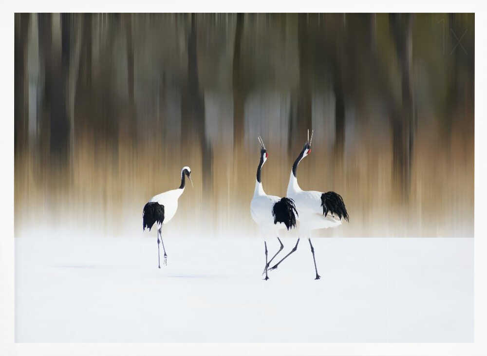 Dancing Winter Cranes Art Print UK — Landscape Calm Wall Art — Living Room — Wall It All Prints
