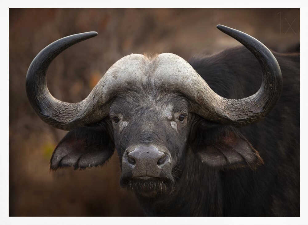 African Buffalo Gaze Art Print UK — Dark Moody Dark Wall Art — Living Room — Wall It All Prints