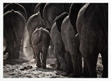 Dusty Elephant Family