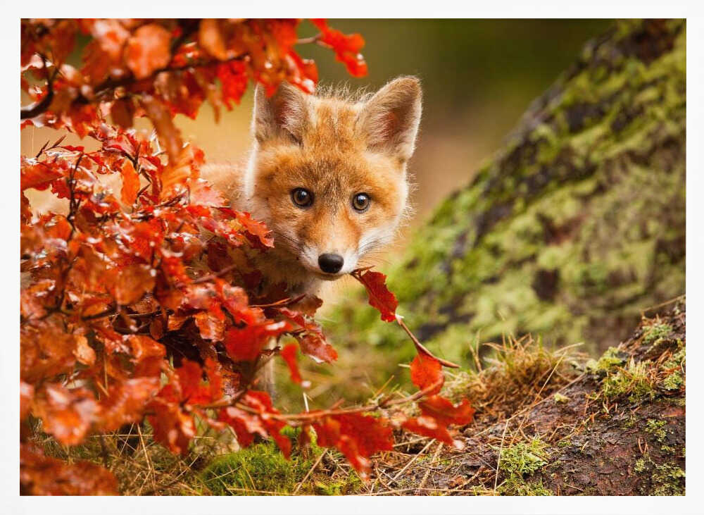 Curious Autumn Fox Cub Art Print UK — Landscape Fresh Wall Art — Nursery — Wall It All Prints