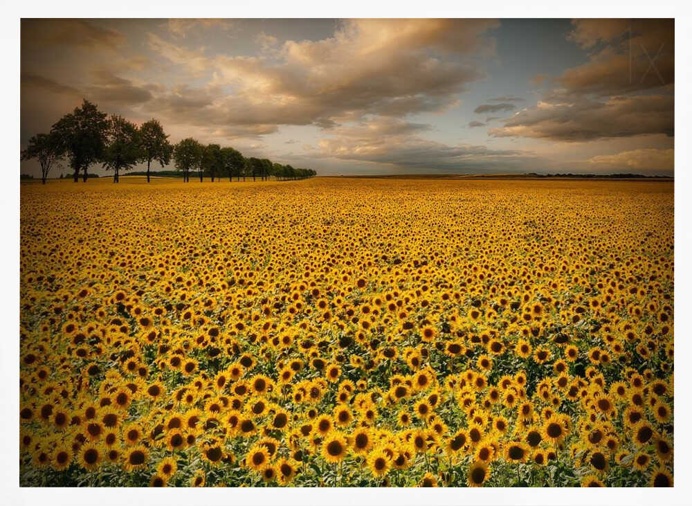 Golden Sunflower Field Art Print UK — Botanical Vibrant Wall Art — Living Room — Wall It All Prints