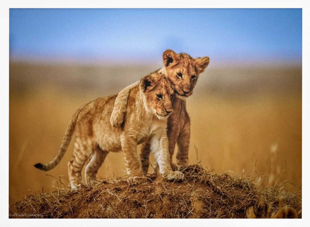Playful Lion Cubs Art Print UK — Landscape Warm Wall Art — Nursery — Wall It All Prints