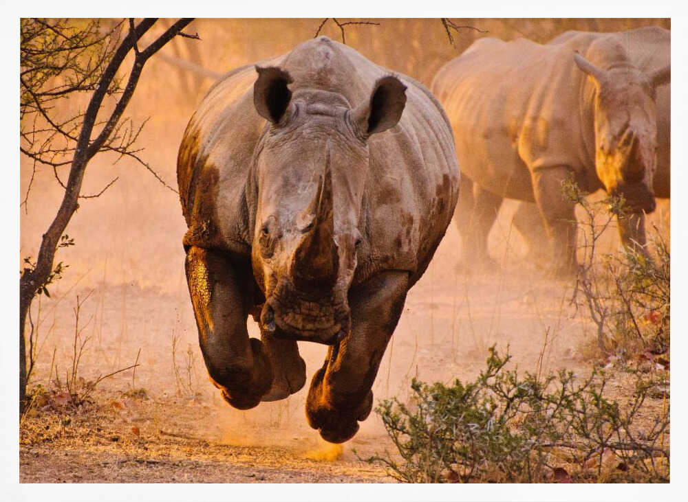 Running African Rhinos Art Print UK — Landscape Warm Wall Art — Living Room — Wall It All Prints