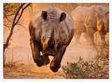 Running African Rhinos