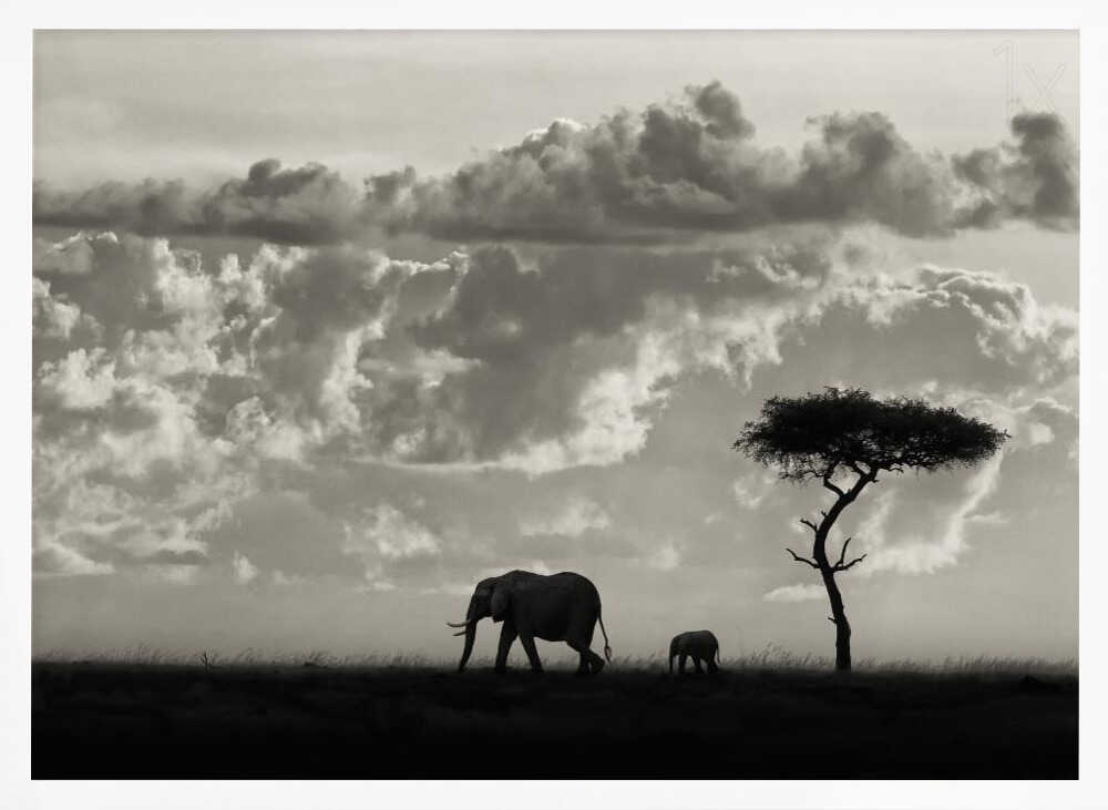 Elephant Family Safari Art Print UK — Dark Moody Calm Wall Art — Nursery — Wall It All Prints