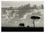 Elephant Family Safari