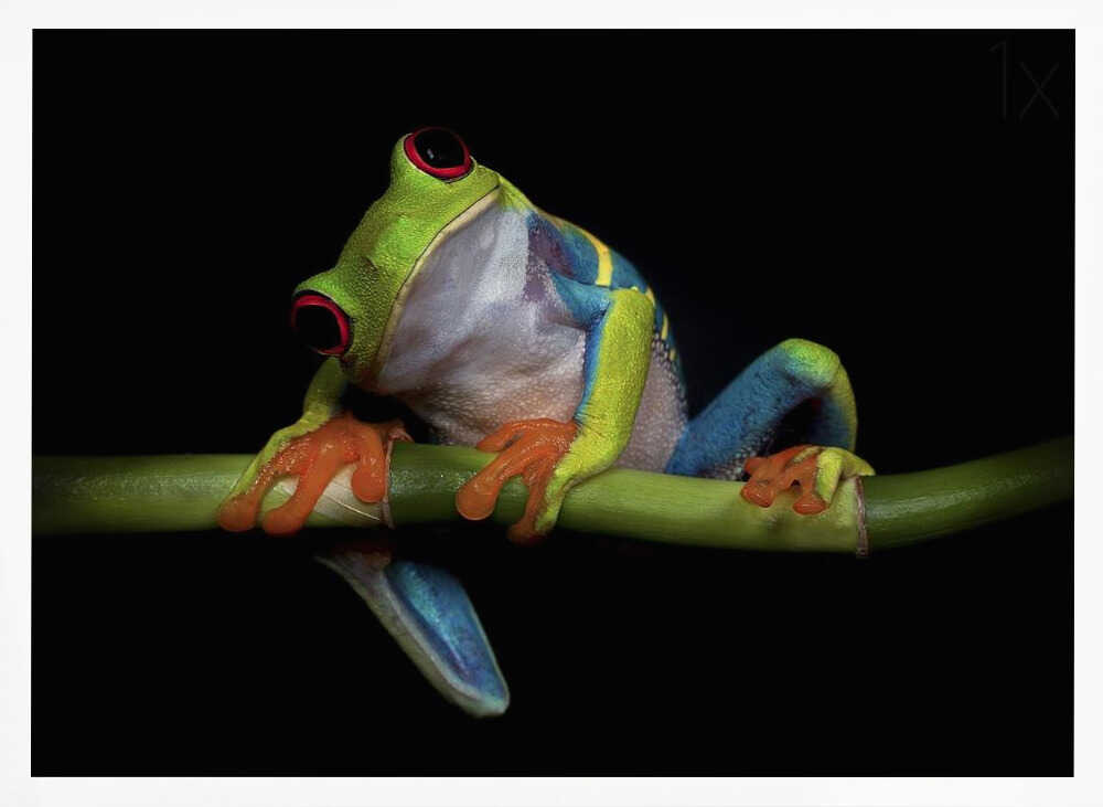Vibrant Red-Eyed Frog Art Print UK — Animal Vibrant Wall Art — Living Room — Wall It All Prints