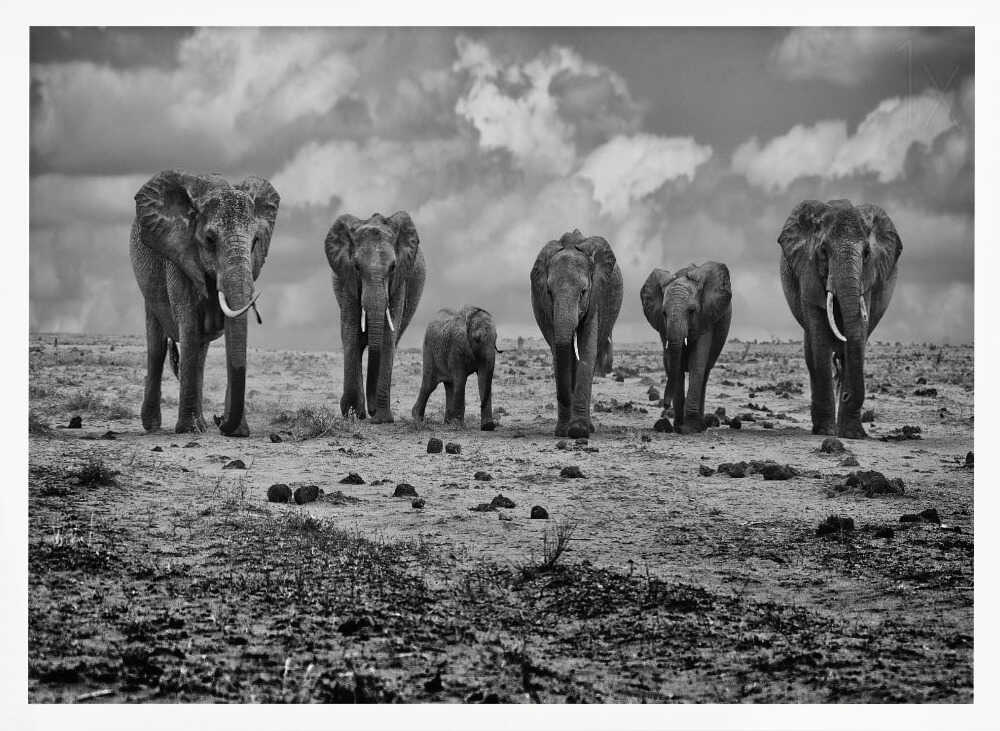 Savannah Elephant March Art Print UK — Animal Dark Wall Art — Nursery — Wall It All Prints
