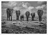 Savannah Elephant March
