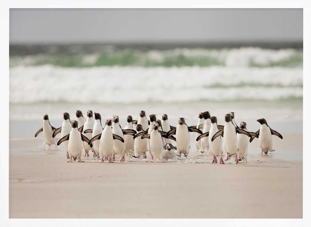 Wild Penguins on Shore Art Print UK — Landscape Vibrant Wall Art — Living Room — Wall It All Prints