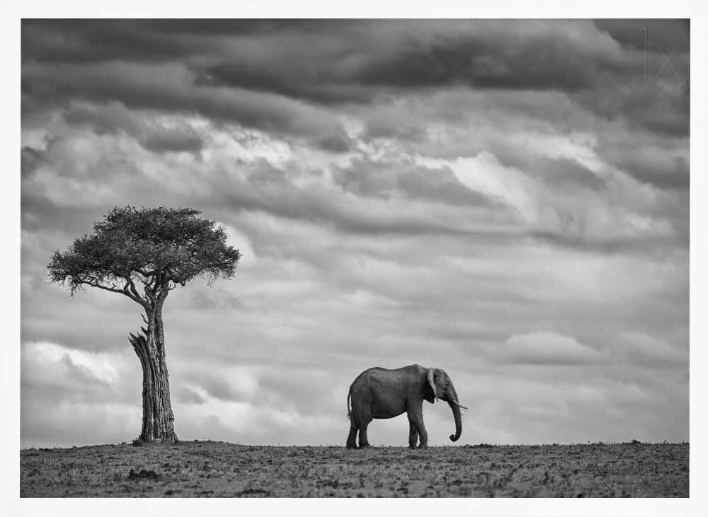 African Elephant Solitude Art Print UK — Dark Moody Calm Wall Art — Living Room — Wall It All Prints