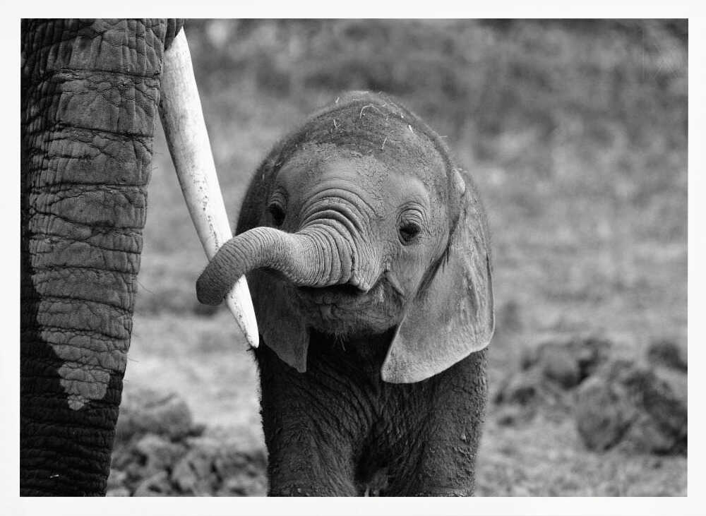 Curious Baby Elephant Art Print UK — Portrait Dark Wall Art — Nursery — Wall It All Prints