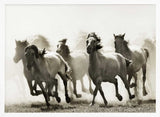 Galloping Wild Horses