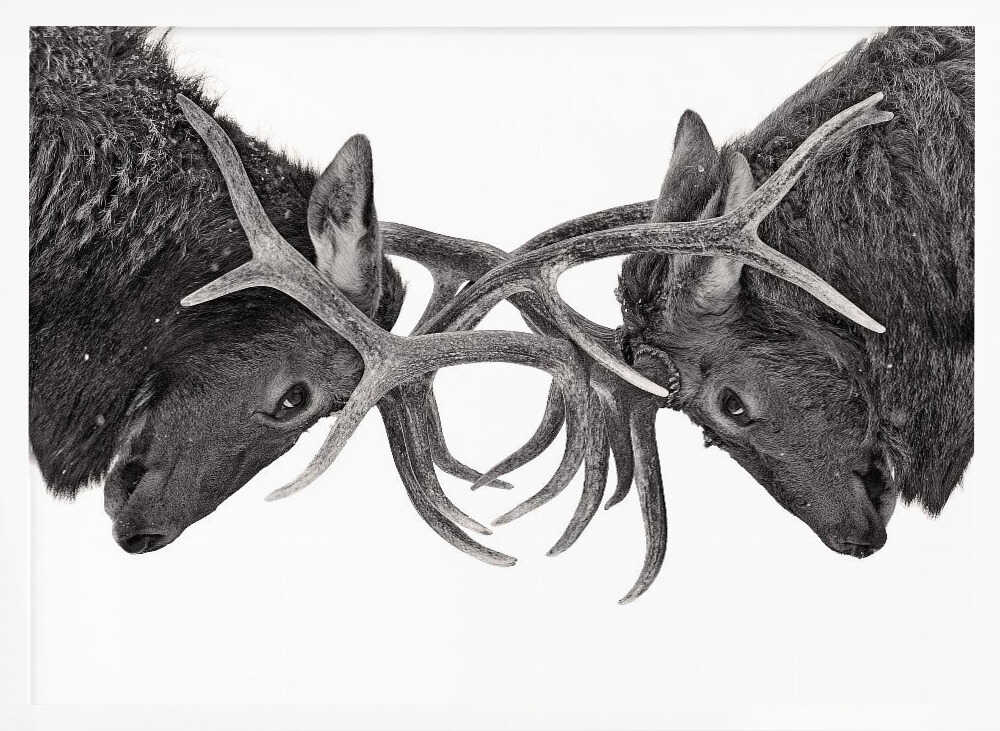 Intense Elk Battle Art Print UK — Dark Moody Dark Wall Art — Living Room — Wall It All Prints