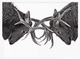 Intense Elk Battle