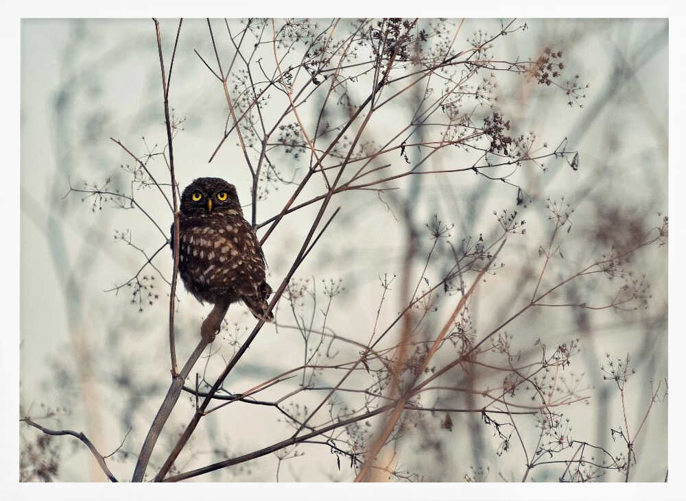 Watchful Little Owl Art Print UK — Portrait Vibrant Wall Art — Bedroom — Wall It All Prints