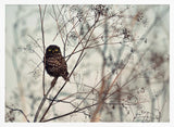 Watchful Little Owl