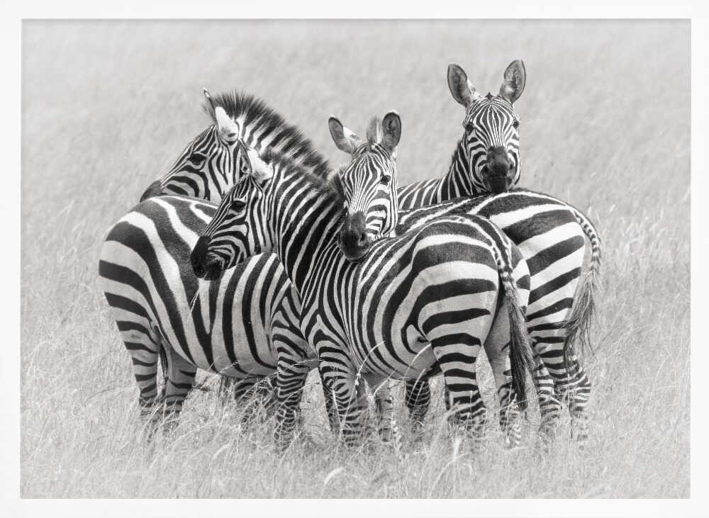 Wild Zebra Herd Art Print UK — Abstract Dark Wall Art — Living Room — Wall It All Prints