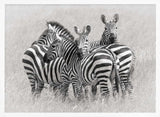 Wild Zebra Herd