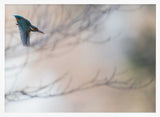 Flying Kingfisher Art Print UK — Animal Vibrant Wall Art — Living Room — Wall It All Prints