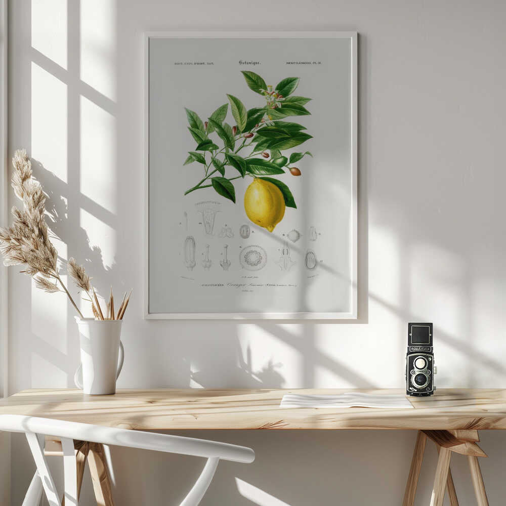 Lemon (citrus Limonium) Art Print UK — Botanical Vibrant Wall Art — Kitchen — Wall It All Prints