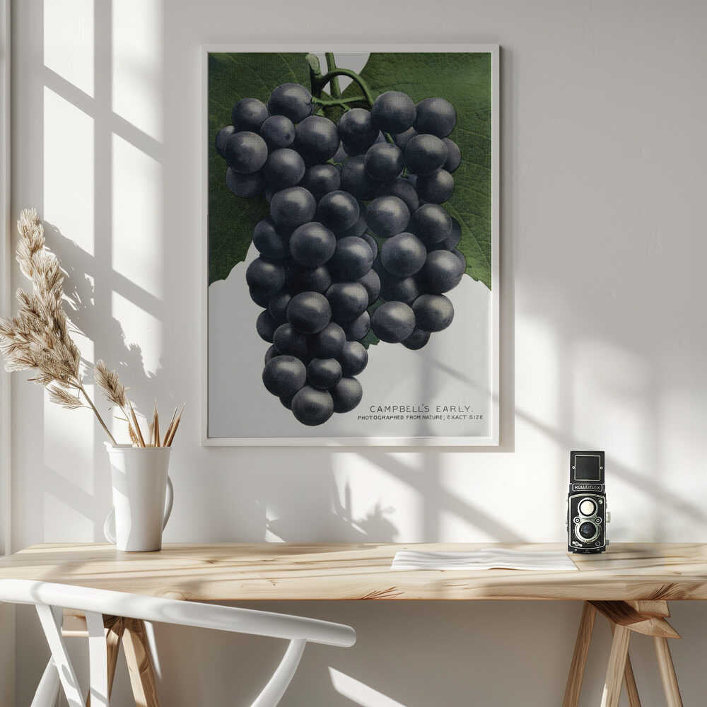 Campbell's Early Grape Lithograph Art Print UK — Botanical Vibrant Wall Art — Kitchen — Wall It All Prints