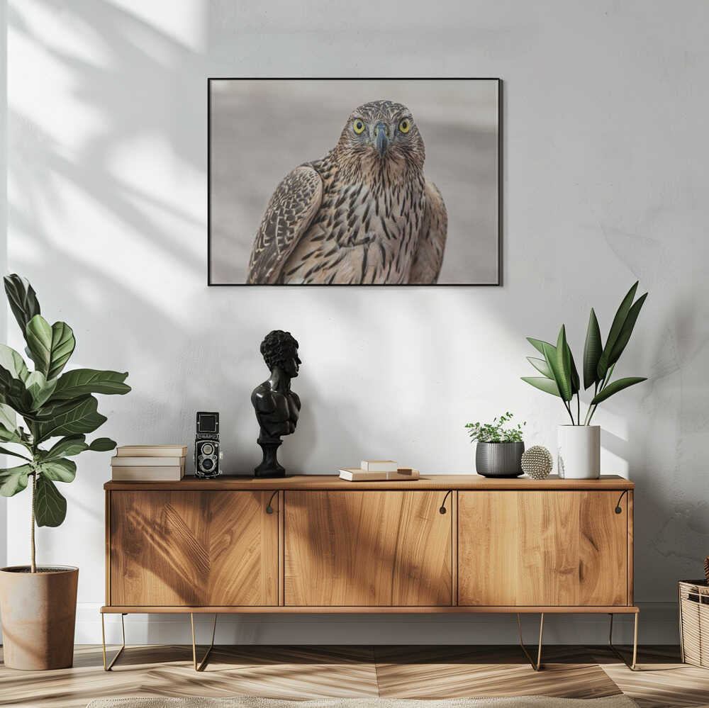 Intense Goshawk Gaze Art Print UK — Portrait Vibrant Wall Art — Living Room — Wall It All Prints