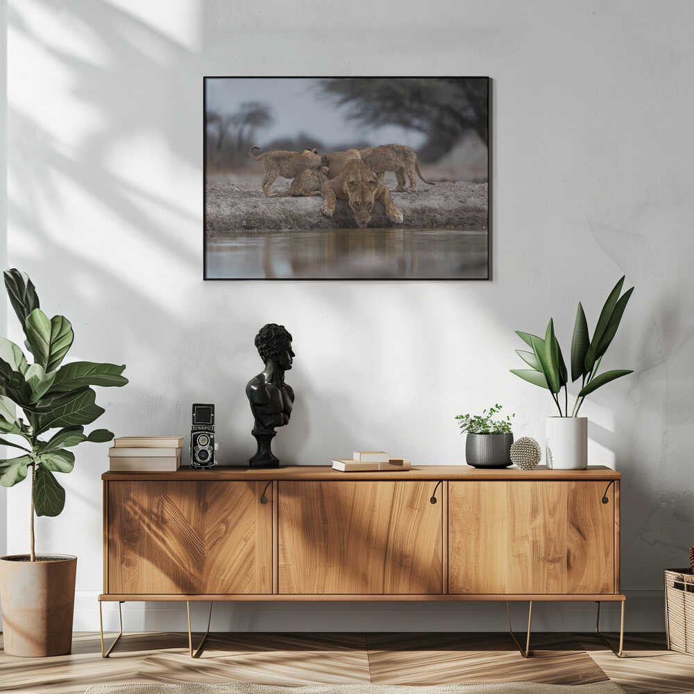 Lioness Drinking With Cubs Art Print UK — Animal Fresh Wall Art — Living Room — Wall It All Prints