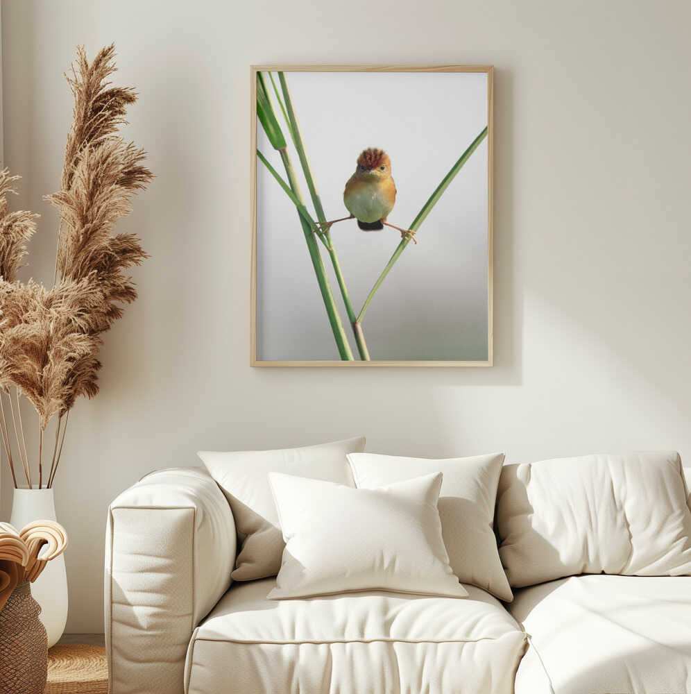 Curious Crested Bird Art Print UK — Botanical Vibrant Wall Art — Office — Wall It All Prints