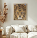 Intense Lion Gaze