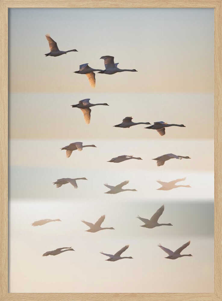 Swans in Golden Light Art Print UK — Landscape Calm Wall Art — Living Room — Wall It All Prints