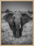 Majestic African Elephant