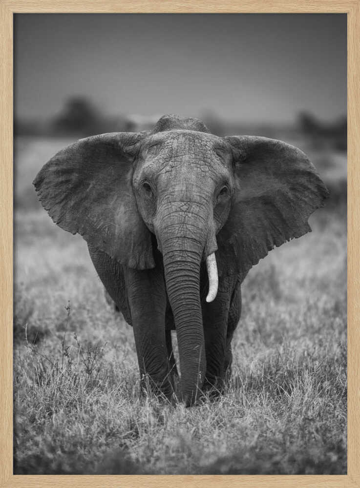 Majestic African Elephant Art Print UK — Portrait Dark Wall Art — Living Room — Wall It All Prints
