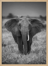Majestic African Elephant