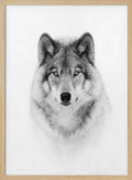 Majestic Wolf Gaze