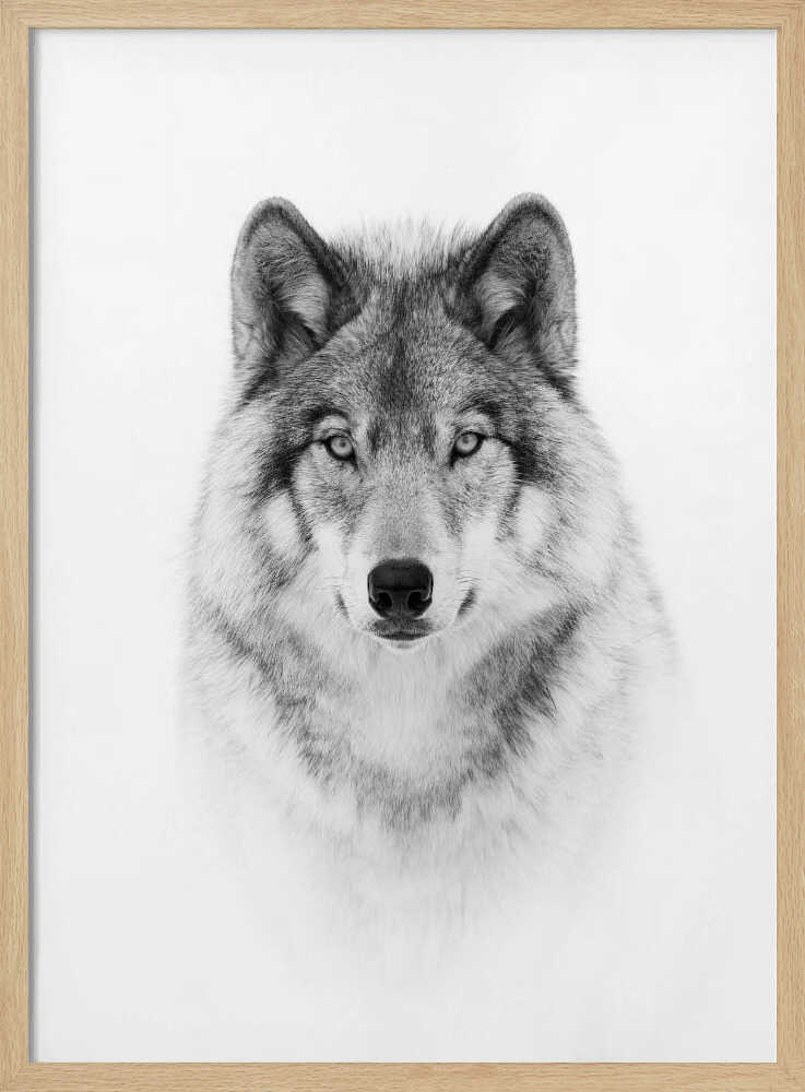 Majestic Wolf Gaze Art Print UK — Portrait Dark Wall Art — Living Room — Wall It All Prints